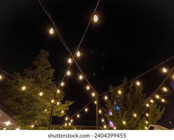 三宫椿2023 三宫椿2023