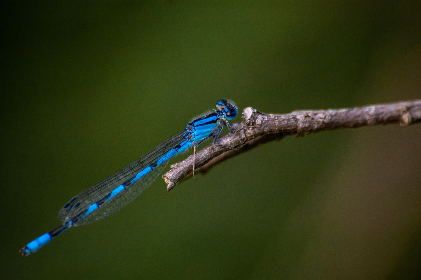 如何安全快速下载维密猫应用的详细指南 如何安全快速下载维密猫应用的详细指南
